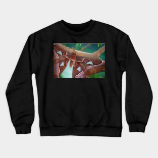 Atlas Moth Crewneck Sweatshirt